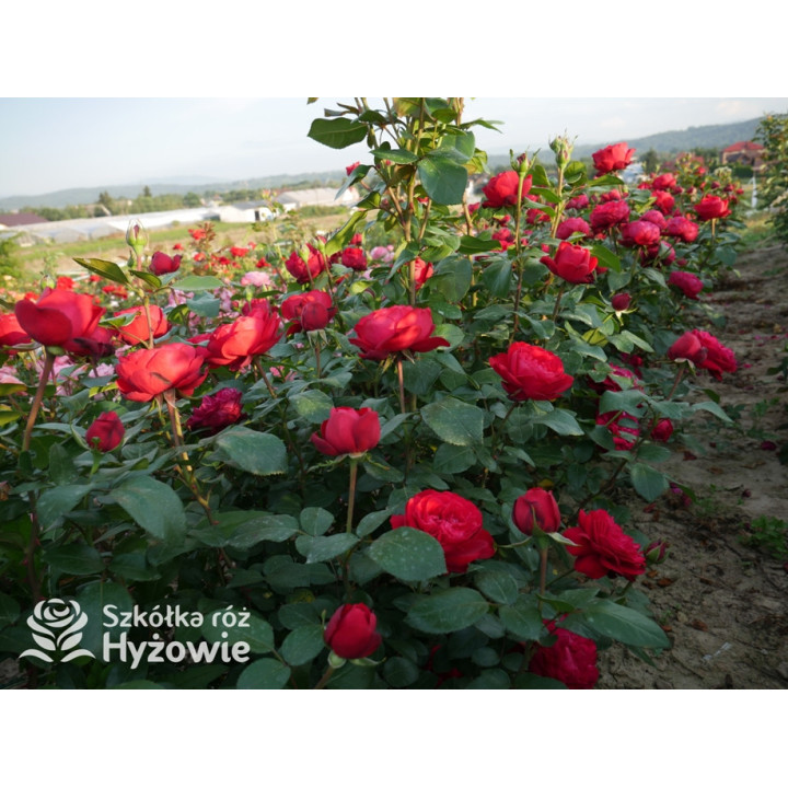 Tiamo® - Róże Wielkokwiatowe - 