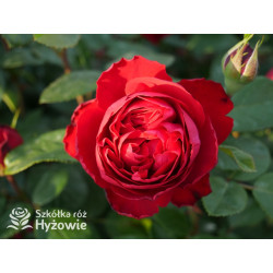 Tiamo® - Róże Wielkokwiatowe - 