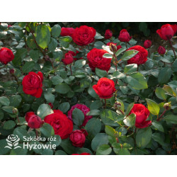 Tiamo® - Róże Wielkokwiatowe - 