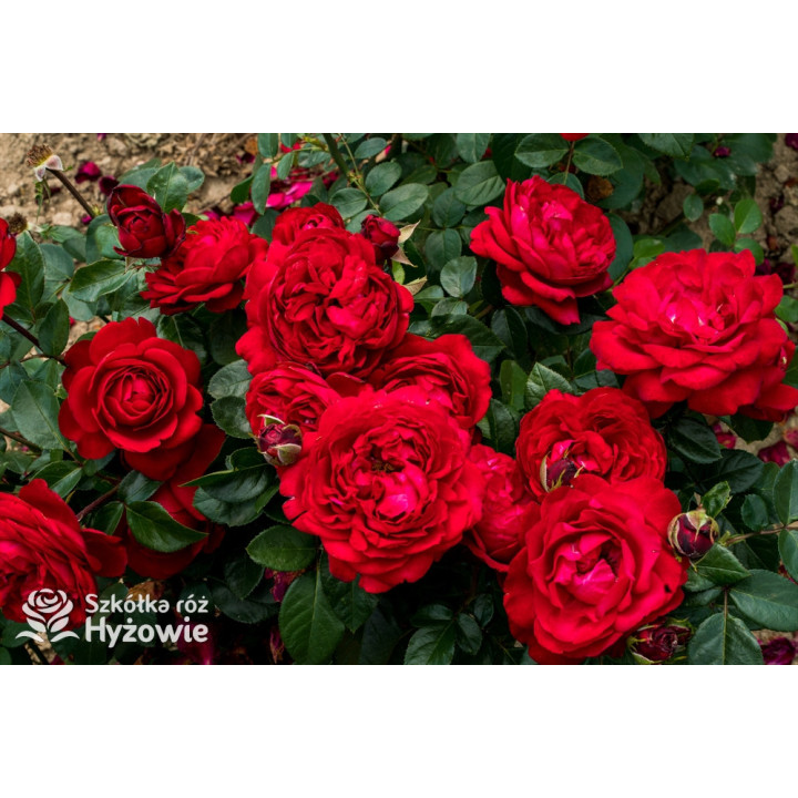 Tiamo® - Róże Wielkokwiatowe - 