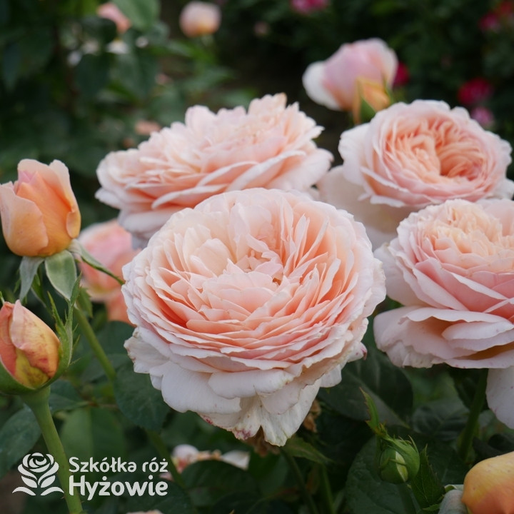 Róża wielkokwiatowa Tropicana® | Szkółka Róż Hyżowie | Rosen Tantau