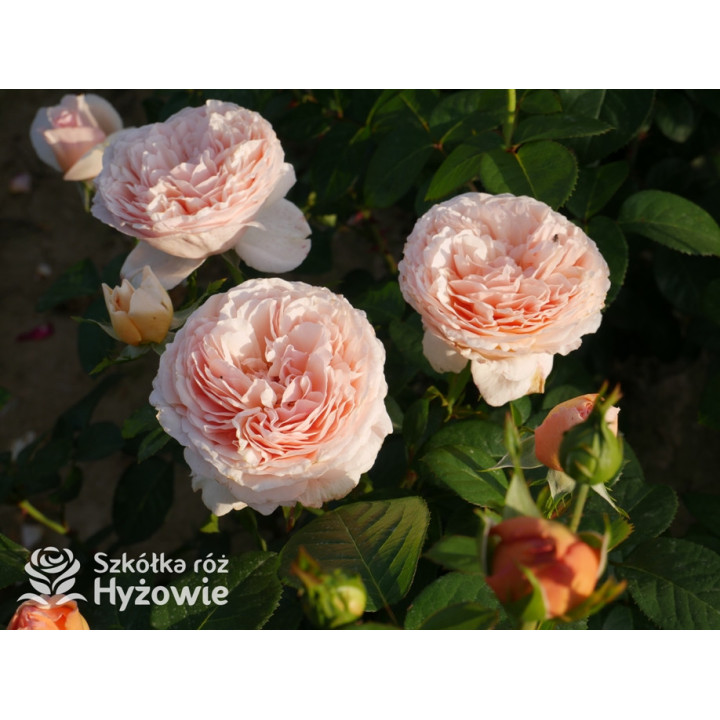 Tropicana® - Róże Wielkokwiatowe -  Tropicana® - Róże Wielkokwiatowe -