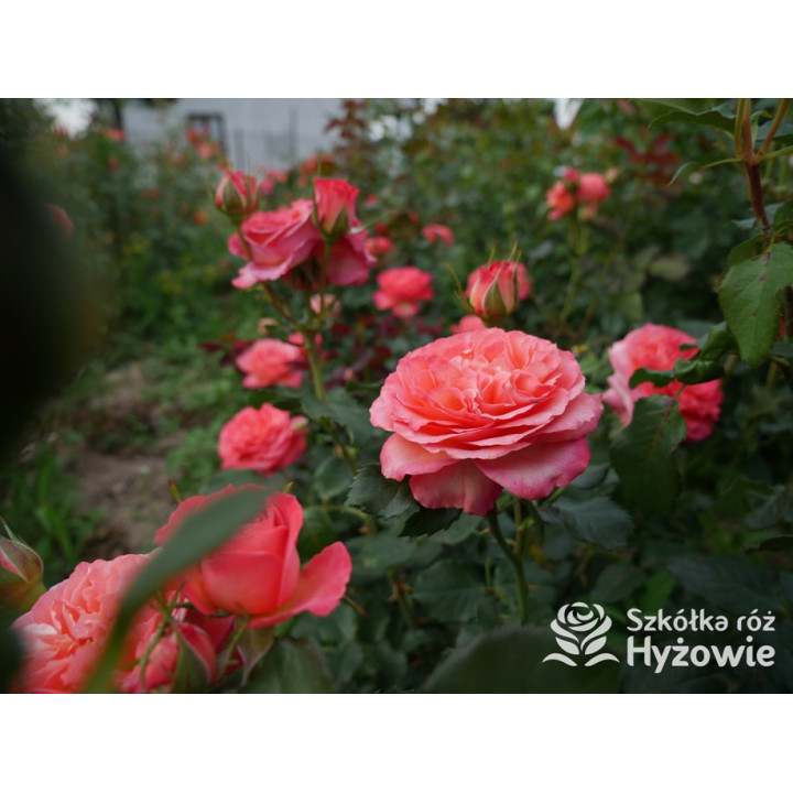 Vulcano® - Róże Wielkokwiatowe - 