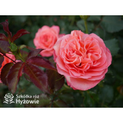 Vulcano® - Róże Wielkokwiatowe - 