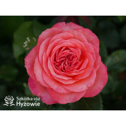 Vulcano® - Róże Wielkokwiatowe - 