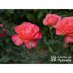 Vulcano® - Róże Wielkokwiatowe - 