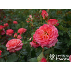 Vulcano® - Róże Wielkokwiatowe - 