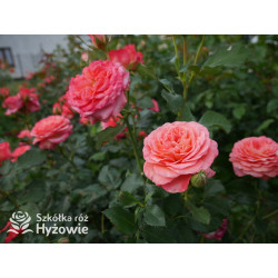 Vulcano® - Róże Wielkokwiatowe - 