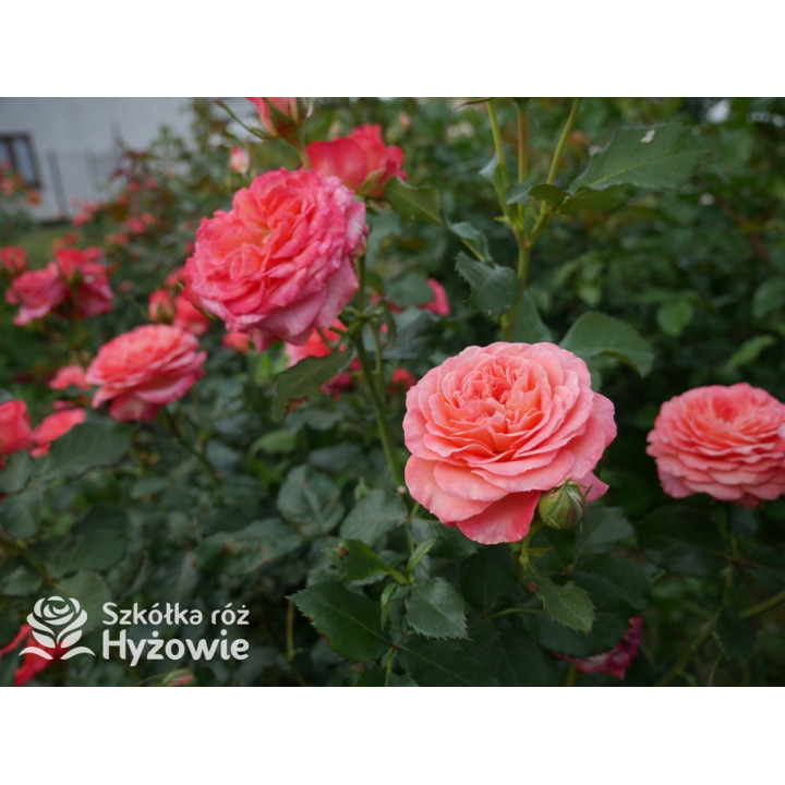 Vulcano® - Róże Wielkokwiatowe - 