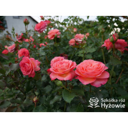 Vulcano® - Róże Wielkokwiatowe - 