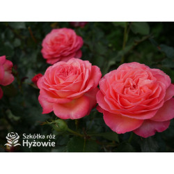 Vulcano® - Róże Wielkokwiatowe - 