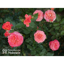 Vulcano® - Róże Wielkokwiatowe - 