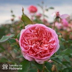 Boscobel™ (Auscousin) - David Austin® Róże Angielskie -