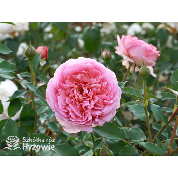 Boscobel™ (Auscousin) - David Austin® Róże Angielskie -  Boscobel™ (Auscousin) - David Austin® Róże Angielskie -