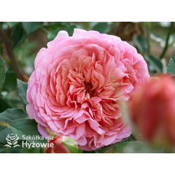Boscobel™ (Auscousin) - David Austin® Róże Angielskie -  Boscobel™ (Auscousin) - David Austin® Róże Angielskie -