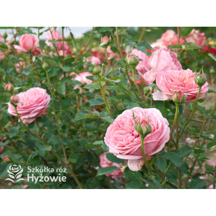 Boscobel™ (Auscousin) - David Austin® Róże Angielskie -  Boscobel™ (Auscousin) - David Austin® Róże Angielskie -