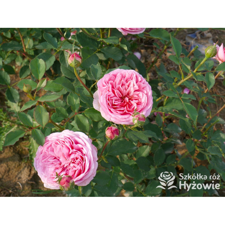 Boscobel™ (Auscousin) - David Austin® Róże Angielskie -  Boscobel™ (Auscousin) - David Austin® Róże Angielskie -