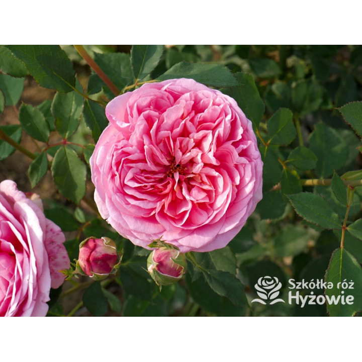 Boscobel™ (Auscousin) - David Austin® Róże Angielskie -  Boscobel™ (Auscousin) - David Austin® Róże Angielskie -