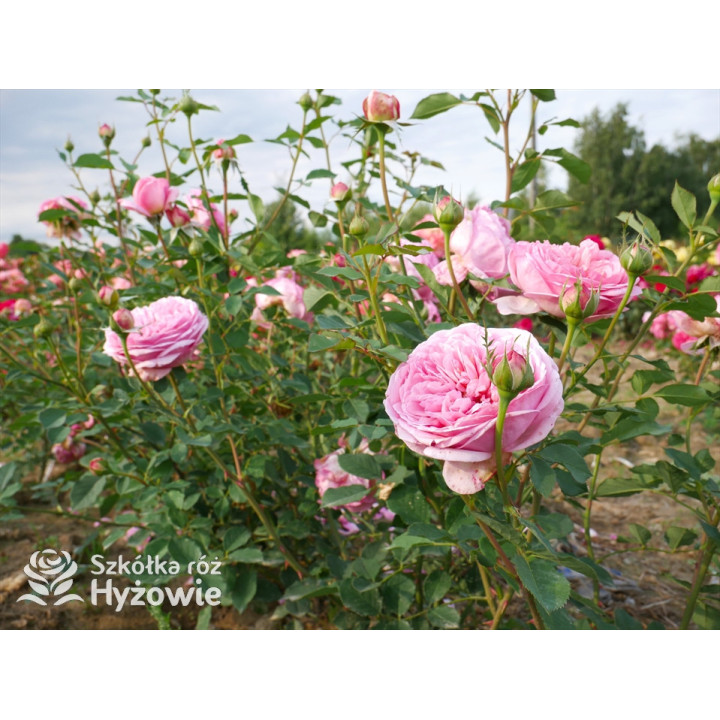 Boscobel™ (Auscousin) - David Austin® Róże Angielskie -  Boscobel™ (Auscousin) - David Austin® Róże Angielskie -
