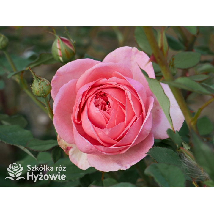 Boscobel™ (Auscousin) - David Austin® Róże Angielskie -  Boscobel™ (Auscousin) - David Austin® Róże Angielskie -