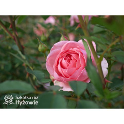 Boscobel™ (Auscousin) - David Austin® Róże Angielskie -  Boscobel™ (Auscousin) - David Austin® Róże Angielskie -