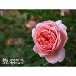 Boscobel™ (Auscousin) - David Austin® Róże Angielskie -  Boscobel™ (Auscousin) - David Austin® Róże Angielskie -