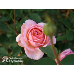 Boscobel™ (Auscousin) - David Austin® Róże Angielskie -  Boscobel™ (Auscousin) - David Austin® Róże Angielskie -