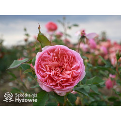 Boscobel™ (Auscousin) - David Austin® Róże Angielskie -  Boscobel™ (Auscousin) - David Austin® Róże Angielskie -