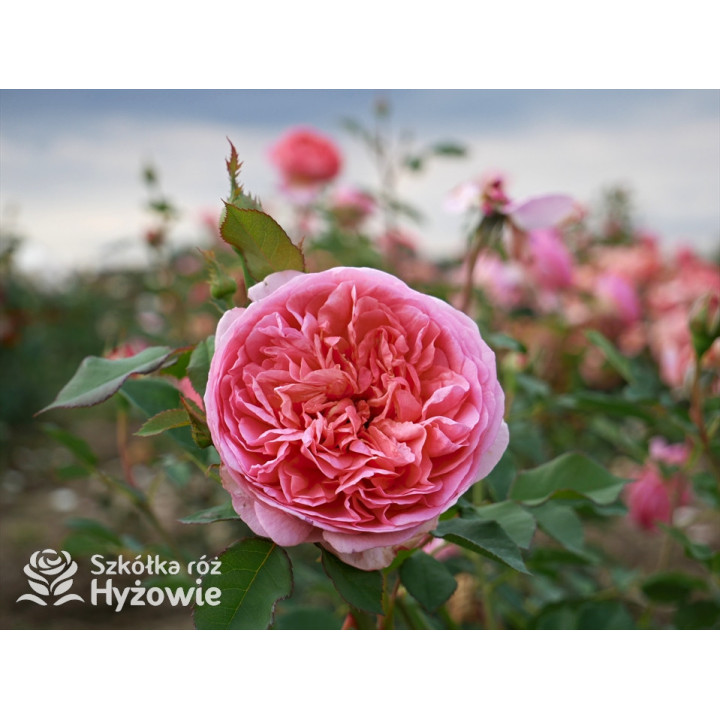 Boscobel™ (Auscousin) - David Austin® Róże Angielskie -  Boscobel™ (Auscousin) - David Austin® Róże Angielskie -