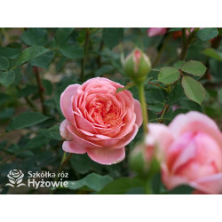 Boscobel™ (Auscousin) - David Austin® Róże Angielskie -  Boscobel™ (Auscousin) - David Austin® Róże Angielskie -