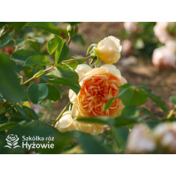 Bring me Sunshine™ (Ausernie) - David Austin® Róże Angielskie -  Bring me Sunshine™ (Ausernie) - David Austin® Róże Angielskie -