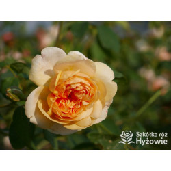 Bring me Sunshine™ (Ausernie) - David Austin® Róże Angielskie -  Bring me Sunshine™ (Ausernie) - David Austin® Róże Angielskie -