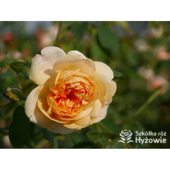 Bring me Sunshine™ (Ausernie) - David Austin® Róże Angielskie -  Bring me Sunshine™ (Ausernie) - David Austin® Róże Angielskie -