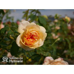 Bring me Sunshine™ (Ausernie) - David Austin® Róże Angielskie -  Bring me Sunshine™ (Ausernie) - David Austin® Róże Angielskie -