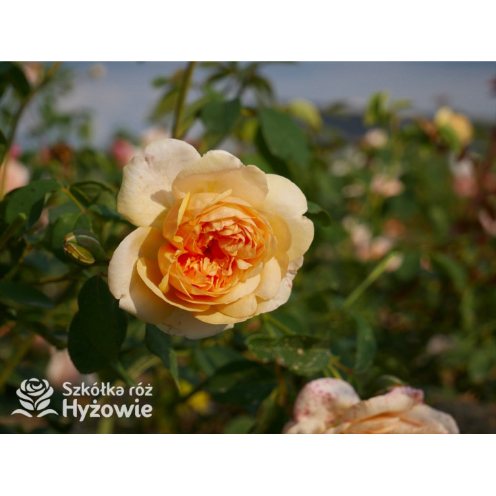 Bring me Sunshine™ (Ausernie) - David Austin® Róże Angielskie -  Bring me Sunshine™ (Ausernie) - David Austin® Róże Angielskie -