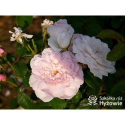 Elizabeth™ (Ausmajesty) - David Austin® Róże Angielskie - 