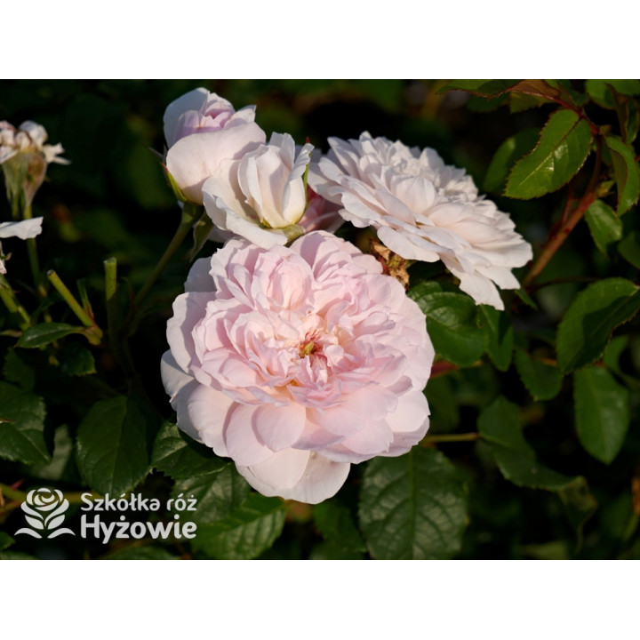 Elizabeth™ (Ausmajesty) - David Austin® Róże Angielskie - 