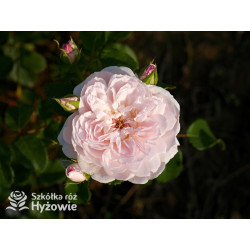 Elizabeth™ (Ausmajesty) - David Austin® Róże Angielskie - 