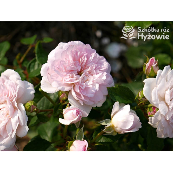 Elizabeth™ (Ausmajesty) - David Austin® Róże Angielskie - 