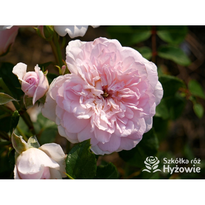 Elizabeth™ (Ausmajesty) - David Austin® Róże Angielskie - 