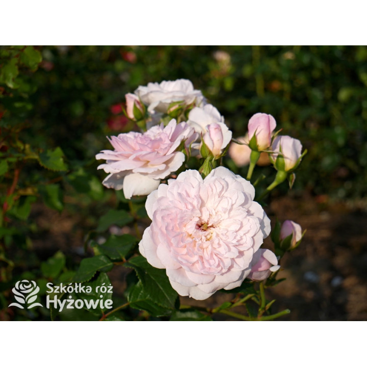 Elizabeth™ (Ausmajesty) - David Austin® Róże Angielskie - 