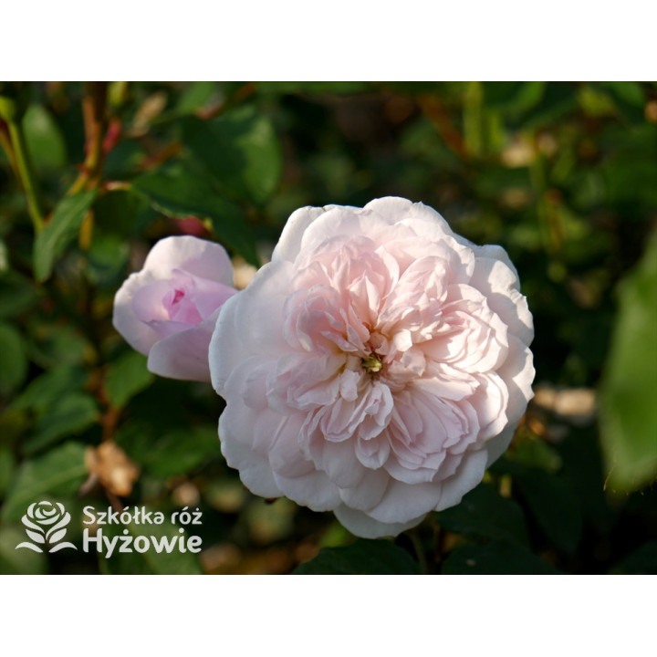 Elizabeth™ (Ausmajesty) - David Austin® Róże Angielskie - 