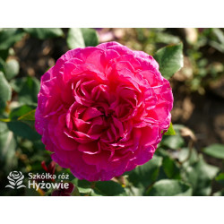 James L. Austin™ (Auspike) - David Austin® Róże Angielskie - 