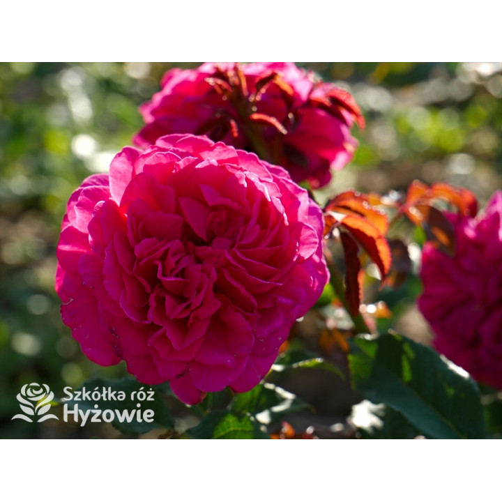 James L. Austin™ (Auspike) - David Austin® Róże Angielskie - 