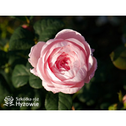 Queen of Sweden™ (Austiger) - David Austin® Róże Angielskie - 