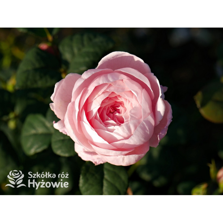 Queen of Sweden™ (Austiger) - David Austin® Róże Angielskie - 