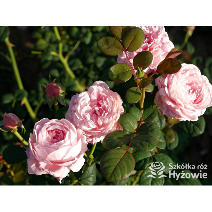 Queen of Sweden™ (Austiger) - David Austin® Róże Angielskie - 