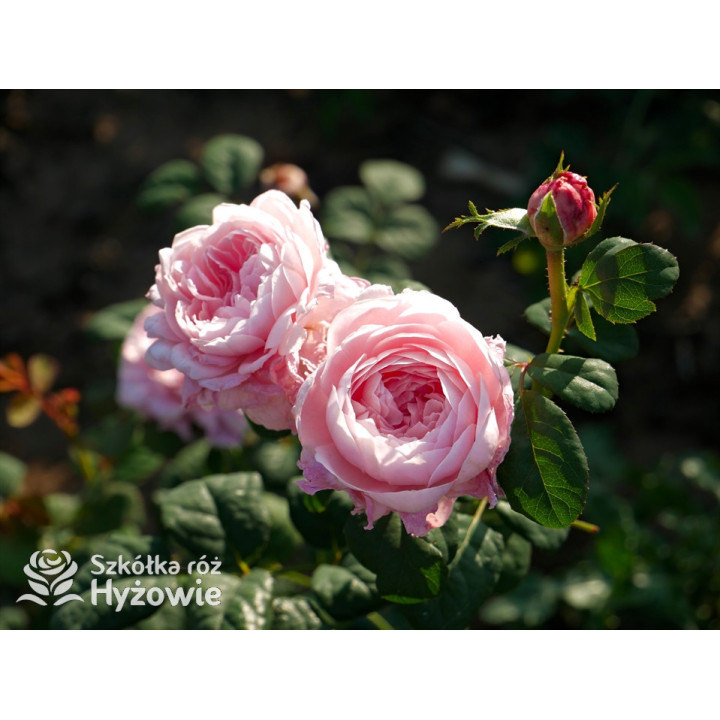 Queen of Sweden™ (Austiger) - David Austin® Róże Angielskie - 