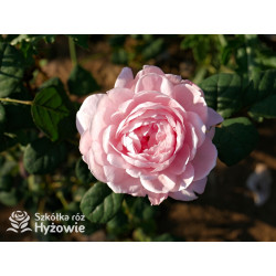 Queen of Sweden™ (Austiger) - David Austin® Róże Angielskie - 