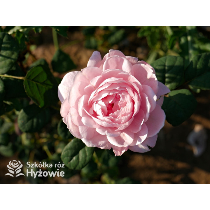 Queen of Sweden™ (Austiger) - David Austin® Róże Angielskie - 